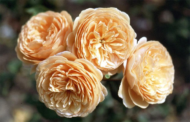 Hoa hồng Crown Princess Margareta